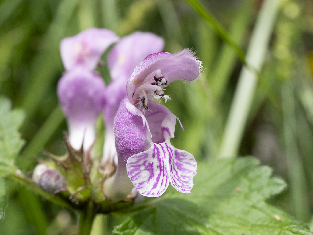 IMAGES\Gevlekte dovenetel (Lamium maculatum)\P1280482_sm.jpg